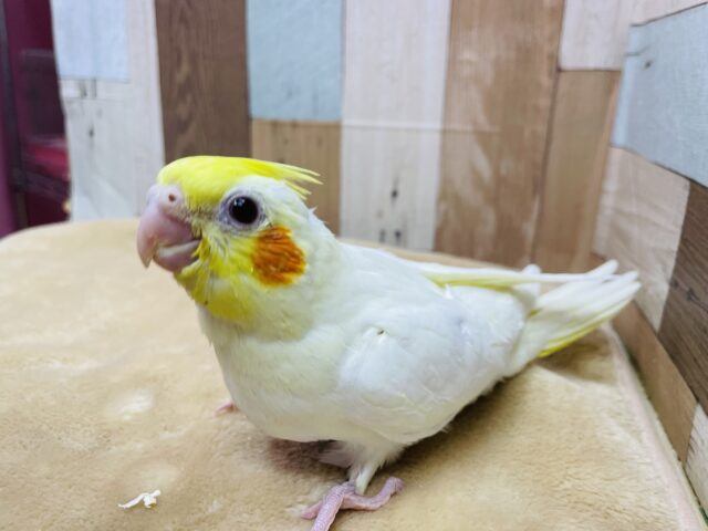 オカメインコ