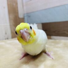 ほっぺのチークが綺麗なんですっ✨オカメインコのルチノー！！