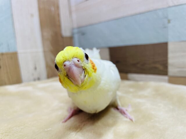 ほっぺのチークが綺麗なんですっ✨オカメインコのルチノー！！