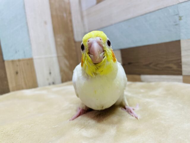 オカメインコ