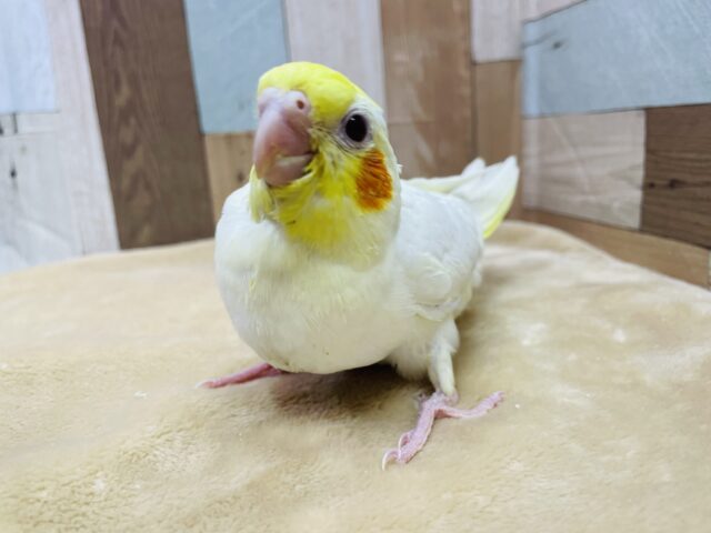 オカメインコ