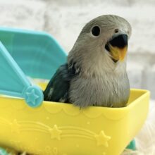 表情がもう、可愛いくて～～とくに口角あっぷスマイルっ　コザクラインコ　ブルーチェリー～～