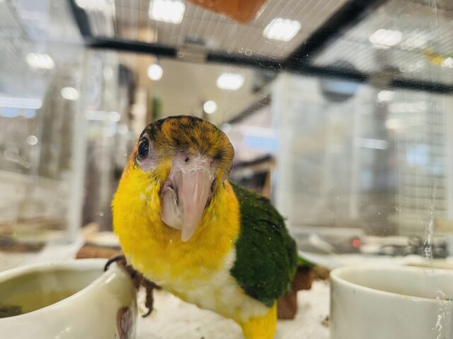 シロハラインコ