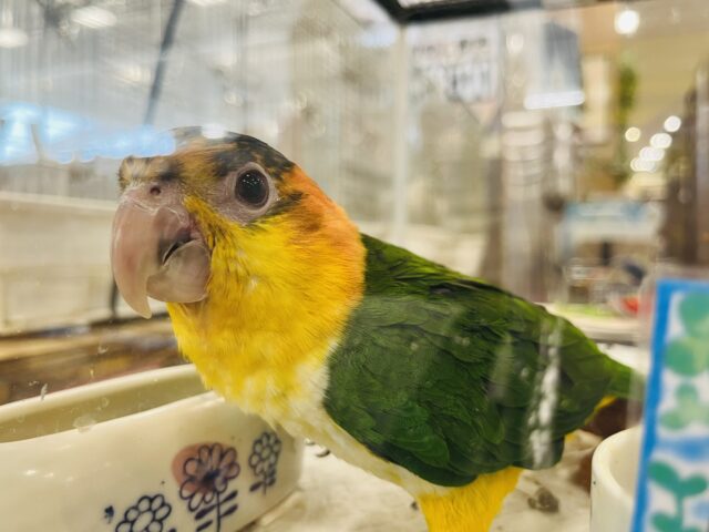 シロハラインコ