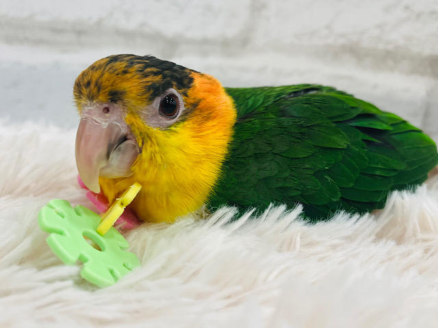 【最新画像更新🪄】食べて遊んで甘やかしてね？♡シロハラインコ(男の子) ヒナ