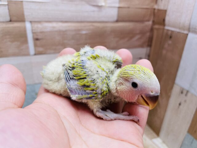 コザクラインコ（小桜インコ）