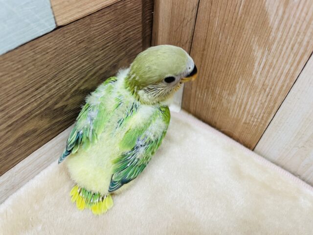 コザクラインコ（小桜インコ）