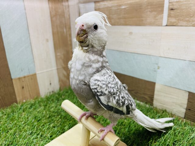 白いお顔とパール模様が美しい✨オカメインコのホワイトフェイスパール‼️