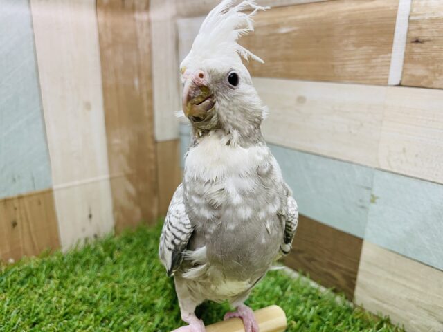 オカメインコ