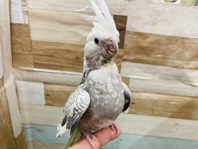 オカメインコ