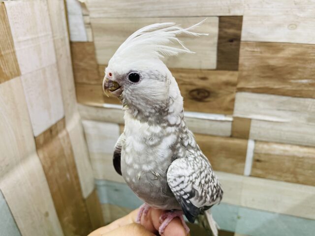 オカメインコ