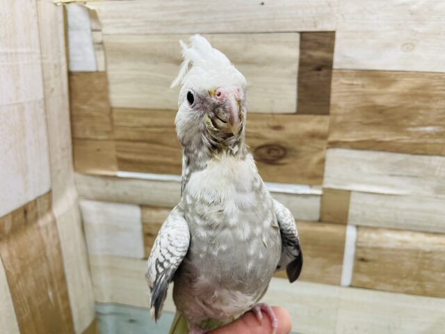 オカメインコ