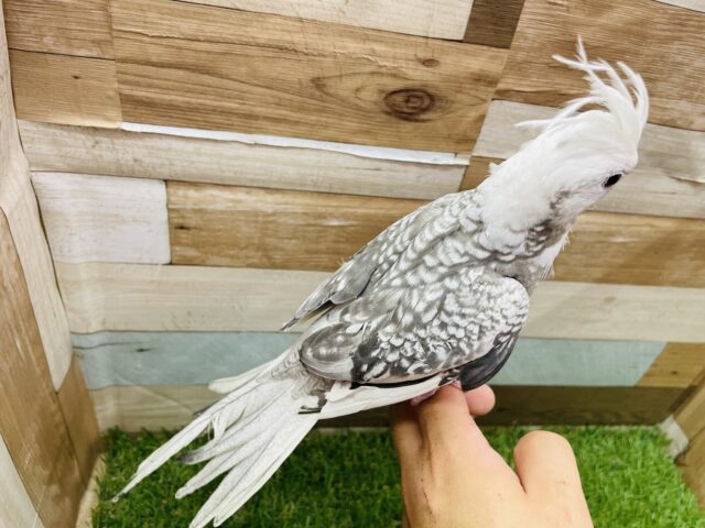 オカメインコ