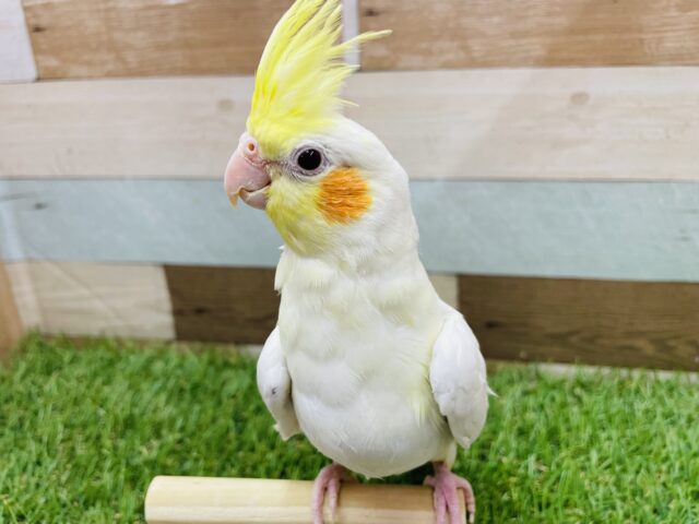 オカメインコ