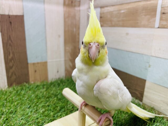 オカメインコ