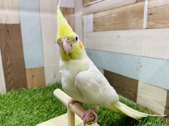 頭ピーーーーンとしてソフトクリームみたいな可愛い子🍦オカメインコのルチノー‼️