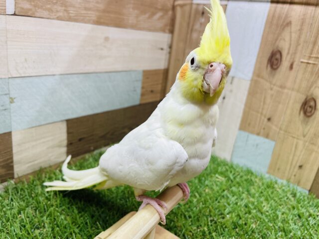 オカメインコ