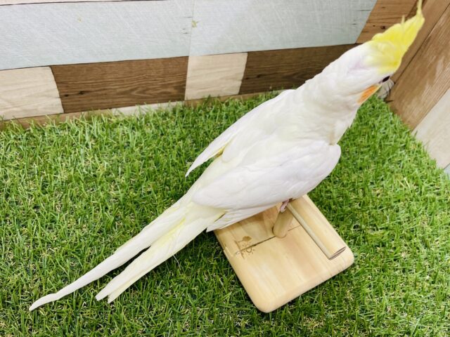 オカメインコ