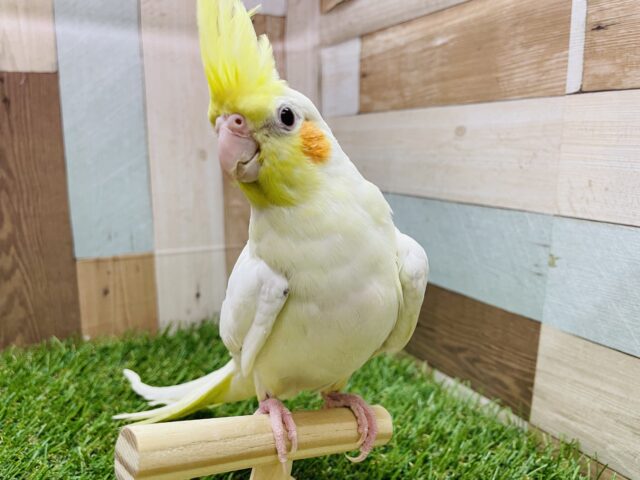 オカメインコ