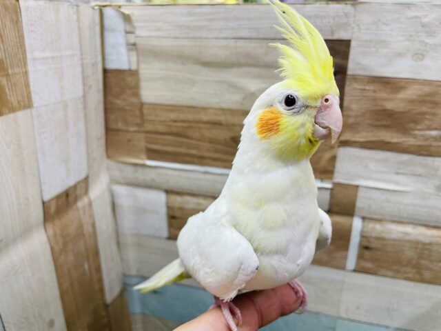 オカメインコ