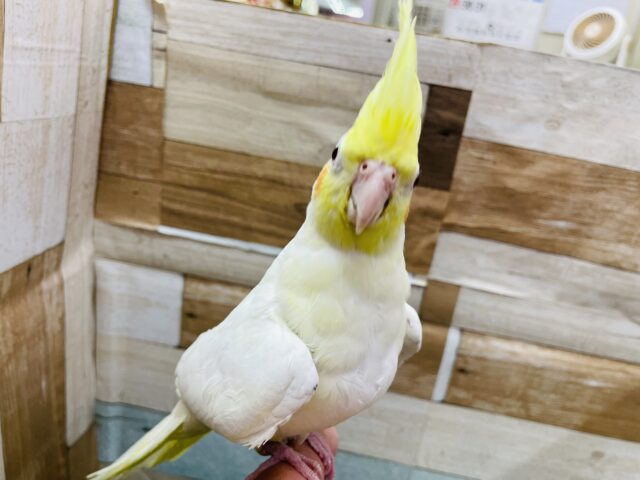 オカメインコ