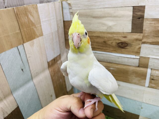 オカメインコ