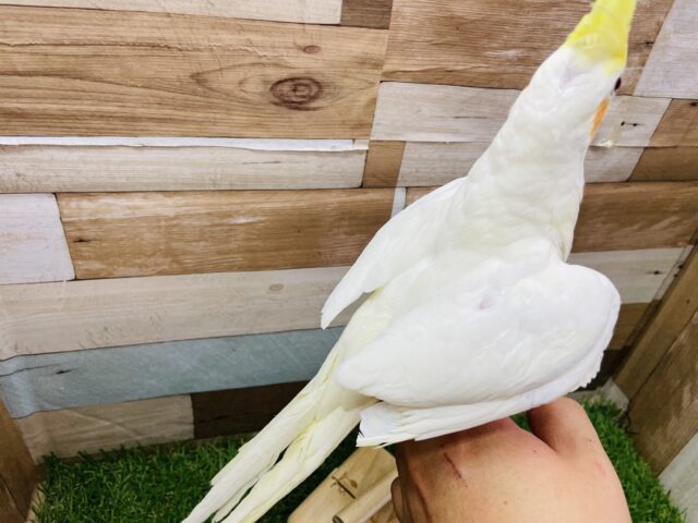 オカメインコ