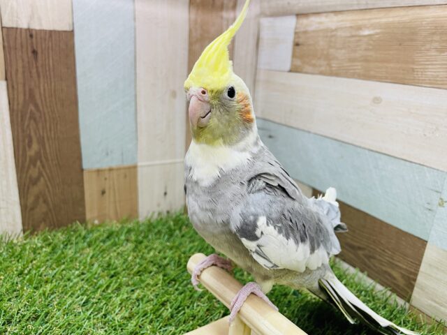 ピョ〜ピョ〜と口笛の真似が上手な子🎶オカメインコのパイド‼️