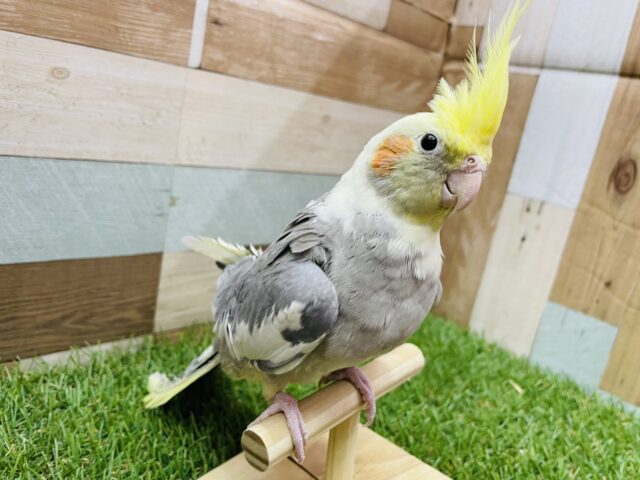 オカメインコ