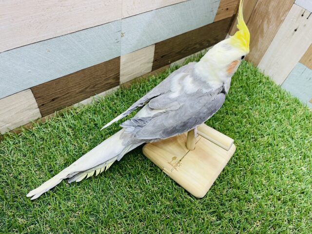 オカメインコ