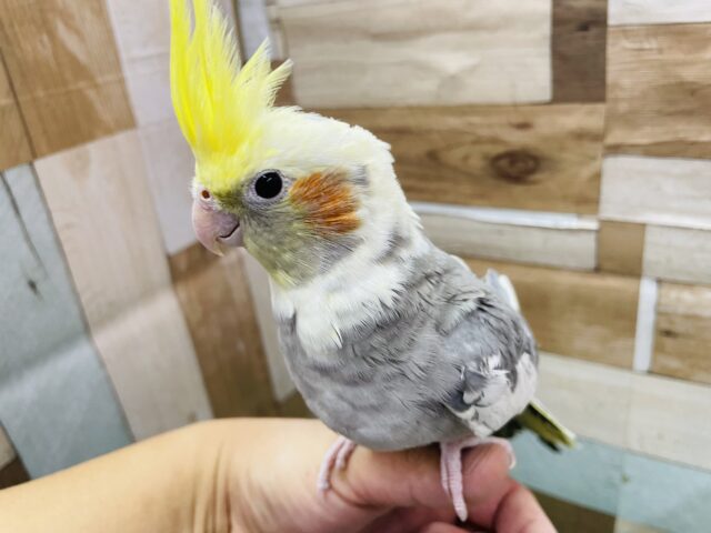 オカメインコ