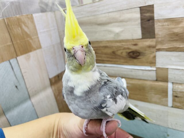 オカメインコ