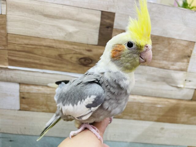 オカメインコ