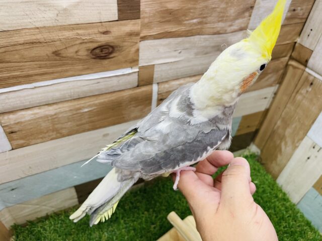 オカメインコ