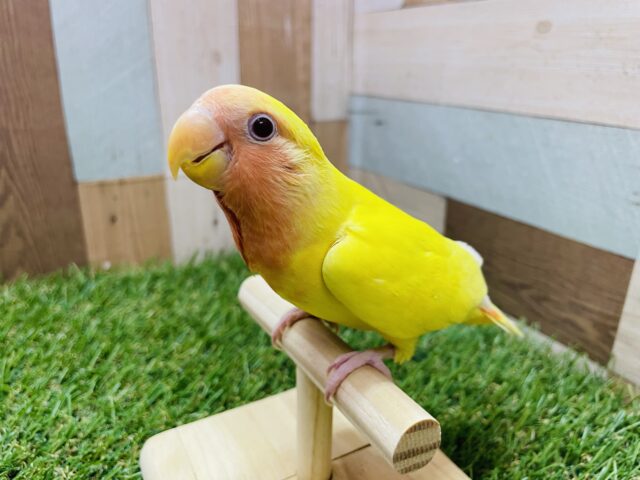 コザクラインコ（小桜インコ）