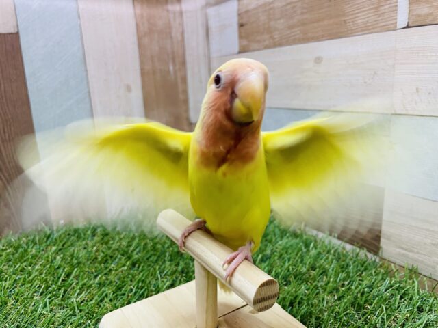 コザクラインコ（小桜インコ）