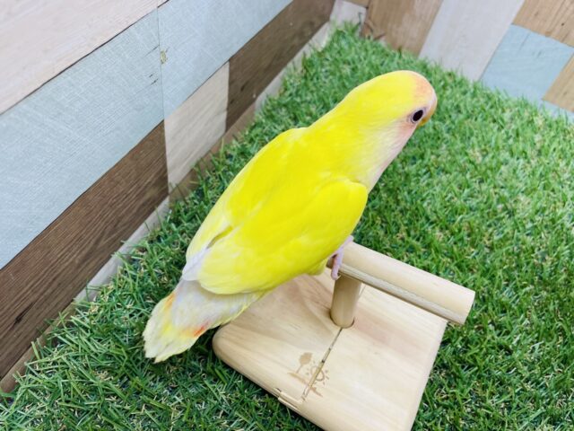 コザクラインコ（小桜インコ）