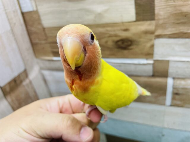 手乗り練習中の甘えん坊さん💕コザクラインコのルチノー‼️