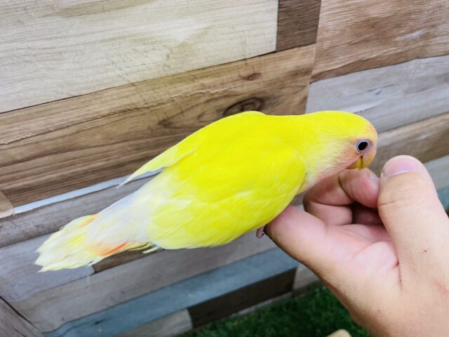 コザクラインコ（小桜インコ）