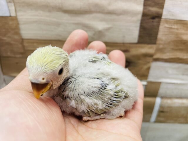 コザクラインコ（小桜インコ）