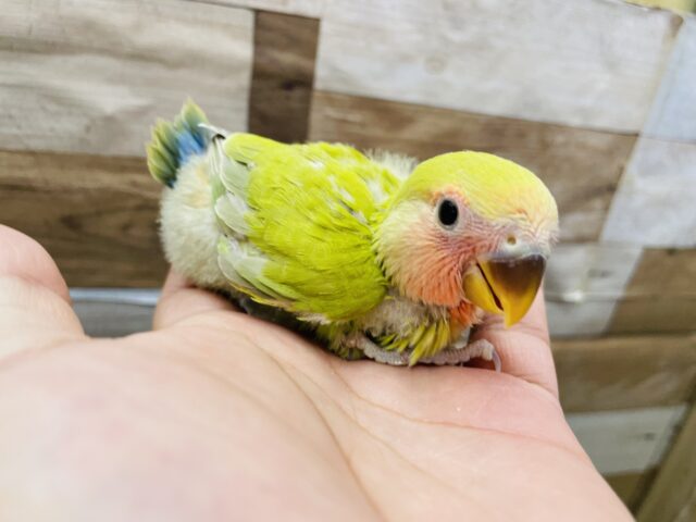 コザクラインコ（小桜インコ）