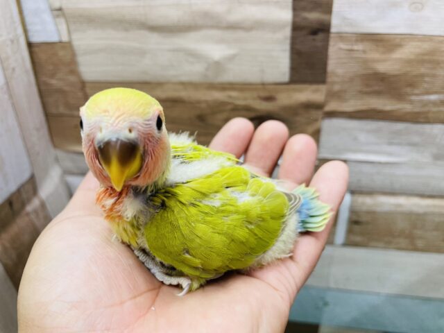 コザクラインコ（小桜インコ）