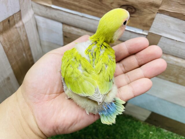 コザクラインコ（小桜インコ）