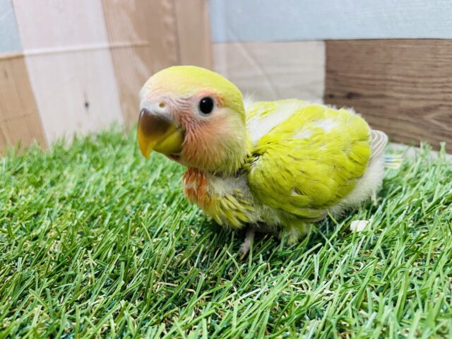 コザクラインコ（小桜インコ）