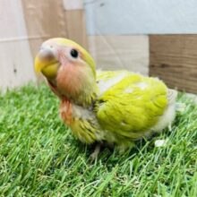 最新画像あります❣️優しいお色のキューティーちゃん💕コザクラインコのシナモン❣️