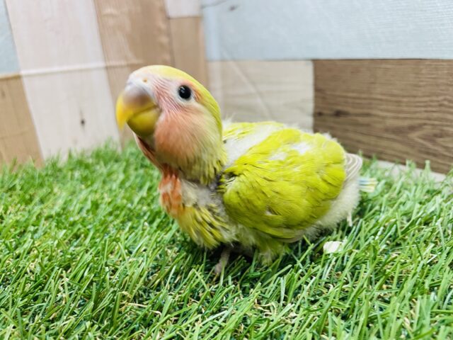 最新画像あります❣️優しいお色のキューティーちゃん💕コザクラインコのシナモン❣️