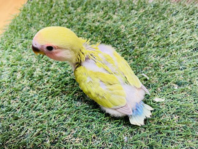 コザクラインコ（小桜インコ）