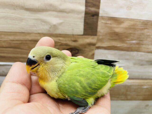 コザクラインコ（小桜インコ）