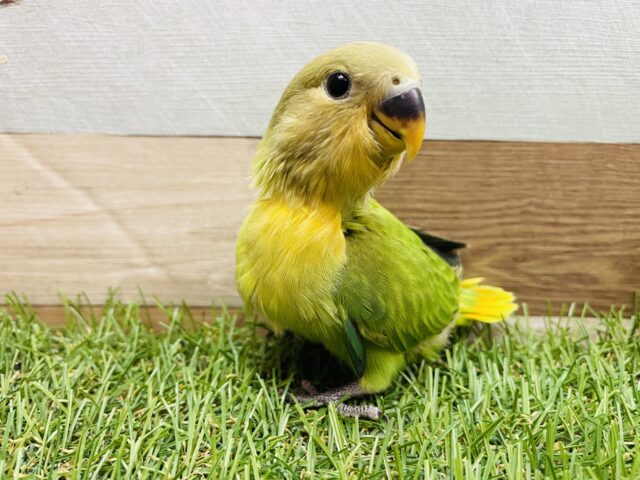 コザクラインコ（小桜インコ）