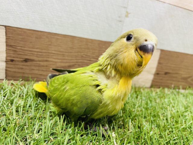 コザクラインコ（小桜インコ）